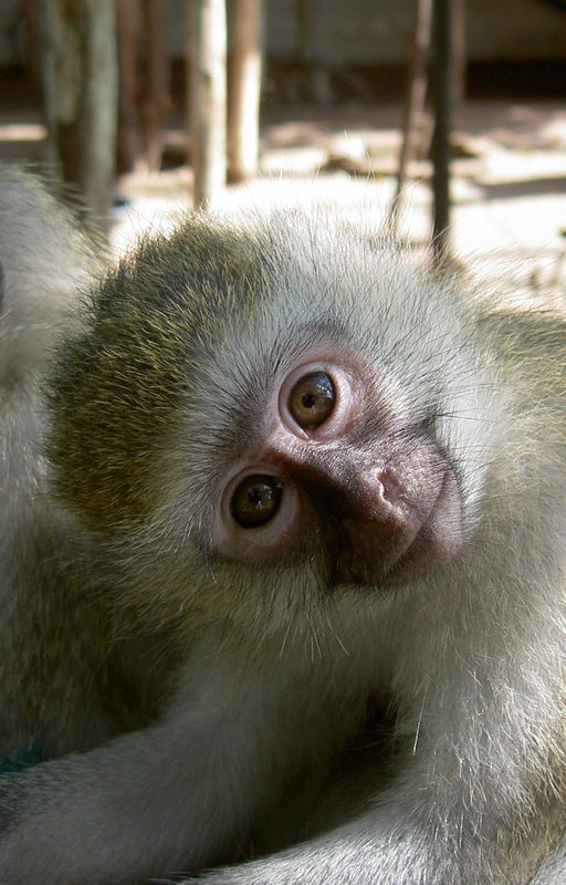 Vervet monkey conservation