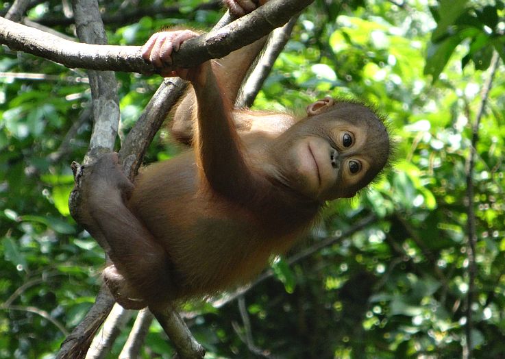 orangutan rehab