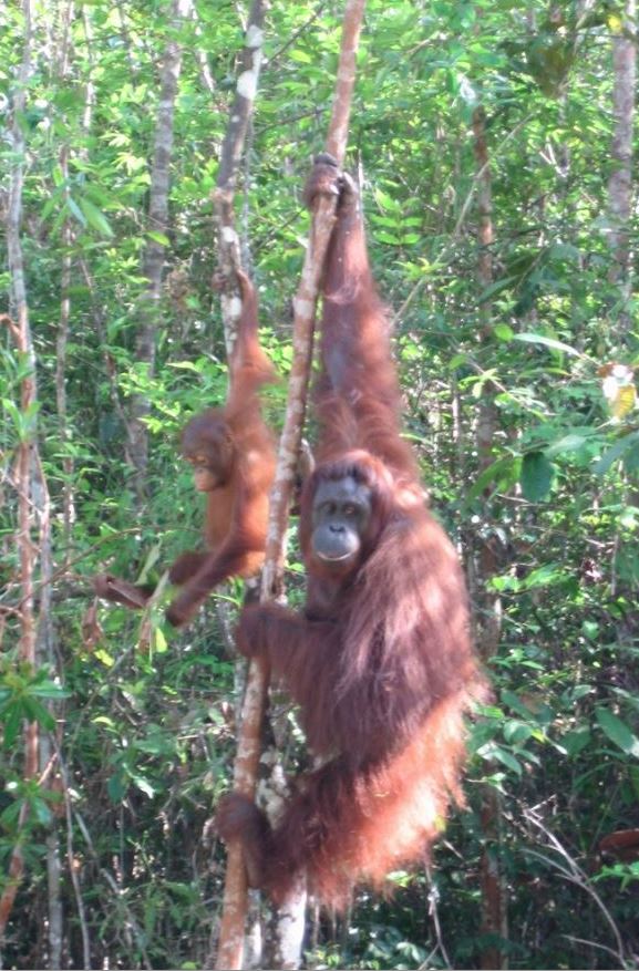 Orangutan sanctuary volunteer