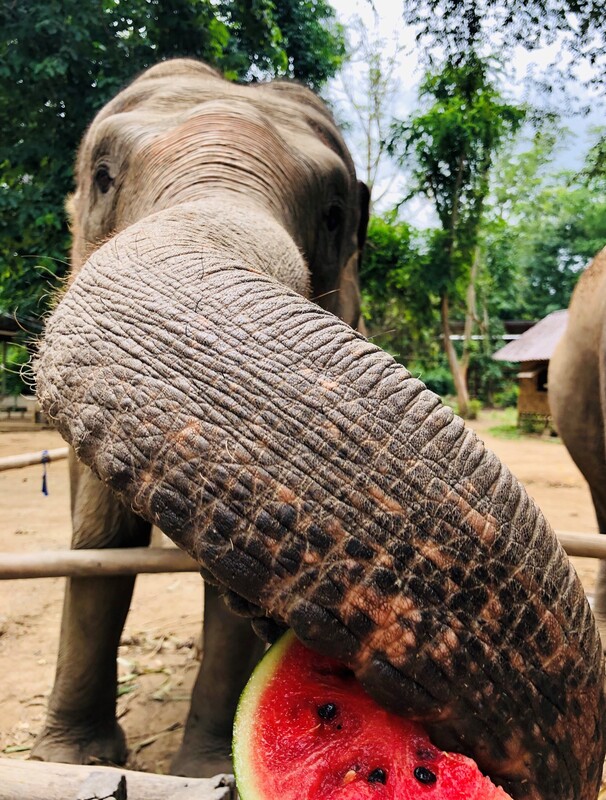 Thailand elephant village Surin