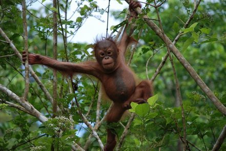 orangutan rehabilitation
