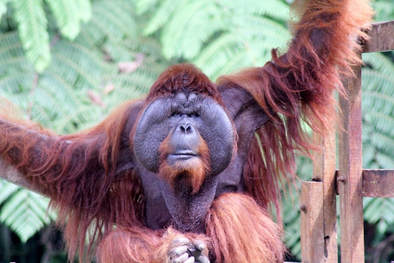 Orangutan conservation